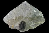 Detailed Gerastos Trilobite Fossil - Morocco #152803-1
